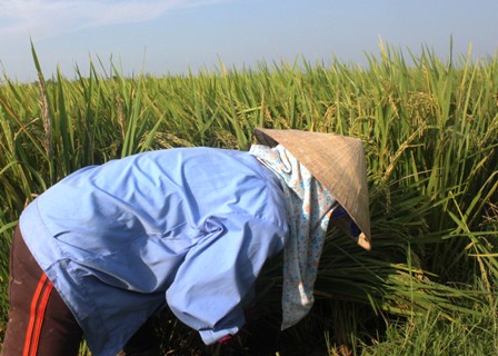 Người[-]nông[-]dân[-]xót[-]xa[-]cắt[-]lúa[-]về[-]cho[-]bò[-]ăn